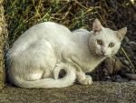 Gato blanco 1.jpg